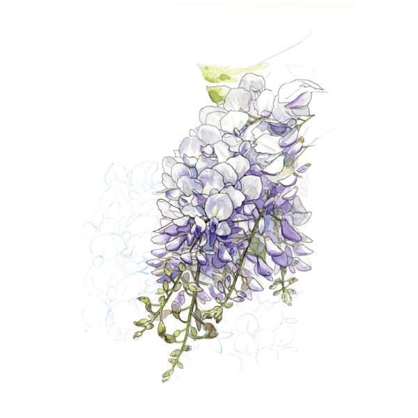 Carte Postale A6 - Glycine – Image 3