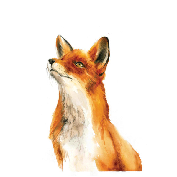 Carte A5 - Renard